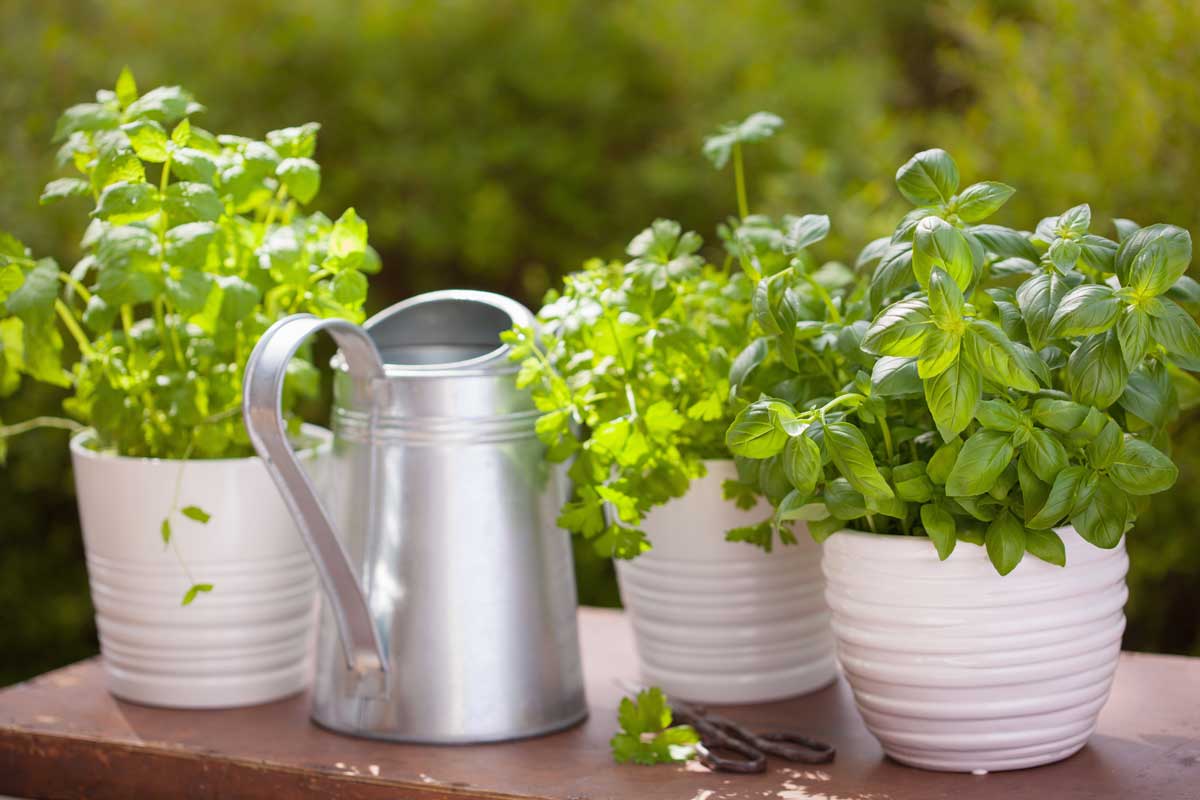 tips-for-growing-a-herb-garden