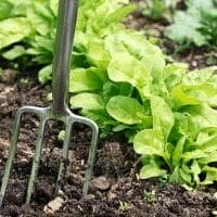 1684793-garden-lettuce