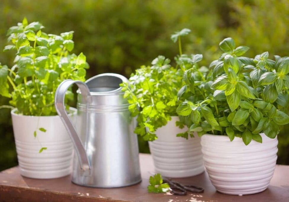 tips-for-growing-a-herb-garden